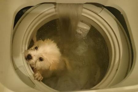 Des photos d'un petit chien «lavé» dans une machine à laver! 92174610