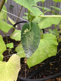 yellowing cuke plants Photo_12