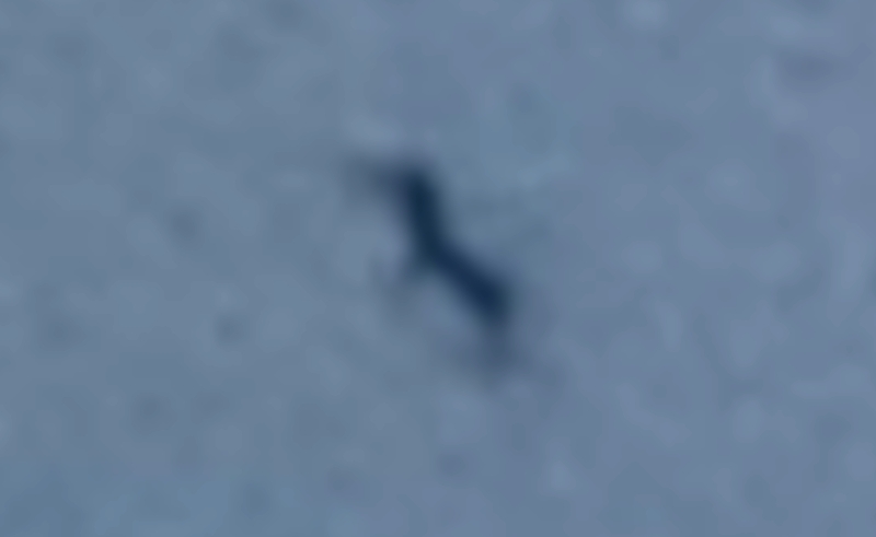 2014: le 26/07 à 21h30 - Une soucoupe volante - menton - Alpes-Maritimes (dép.06) Oiseau10