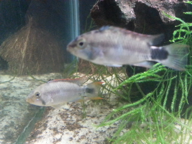 apistogramma - Apistogramma Pantalone Couple10