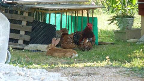 Des poules et des lapins dans mon jardin 