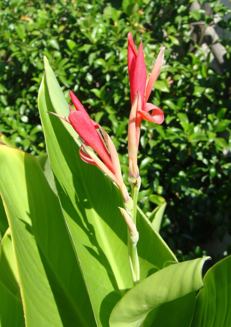 Fleurs diverses d'eb30. - Page 13 Dsc08224