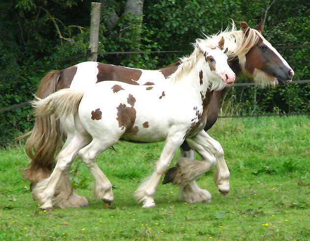 ELLIOTT TAN (Gwenog Tan x Rosie) Img_0015