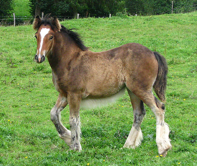 ENOHA TAN (Gwenog Tan X Magic) Img_0022