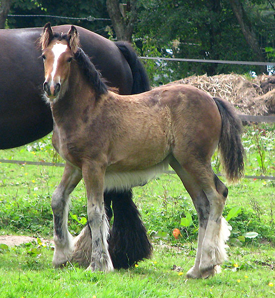 ENOHA TAN (Gwenog Tan X Magic) Img_0026