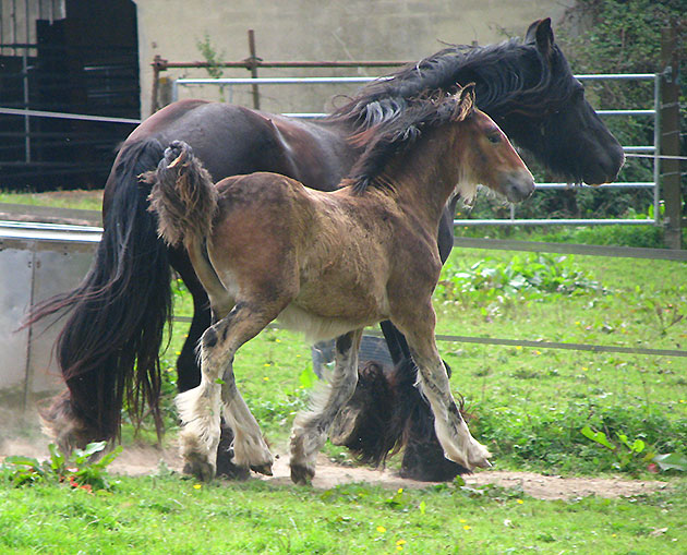 ENOHA TAN (Gwenog Tan X Magic) Img_0112