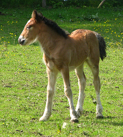 ENOHA TAN (Gwenog Tan X Magic) Img_8924