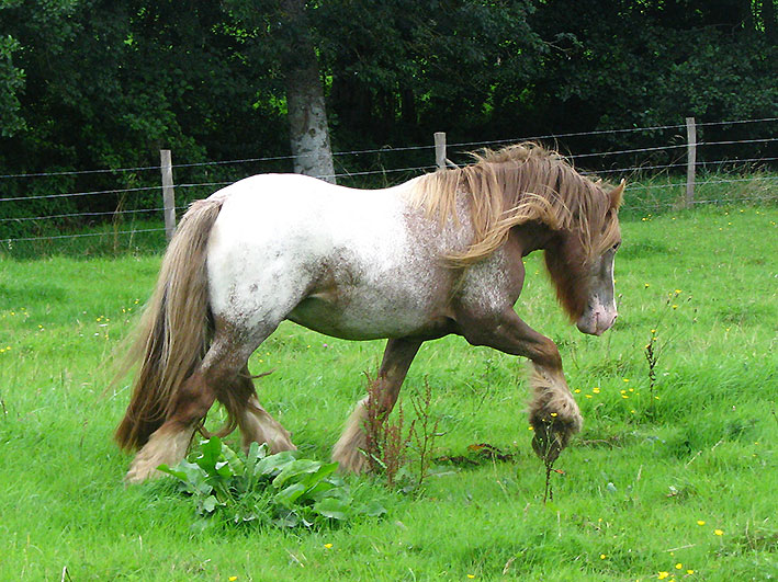 DIAMOND DANCER alezan blanket Img_9814