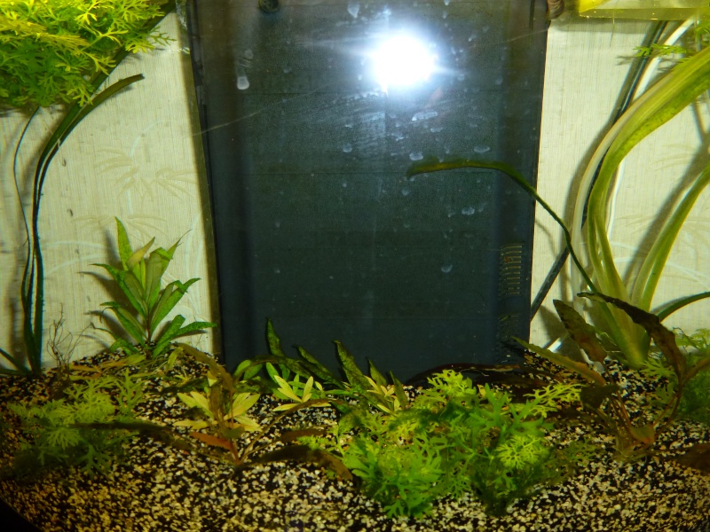aquarium de chris P1010715