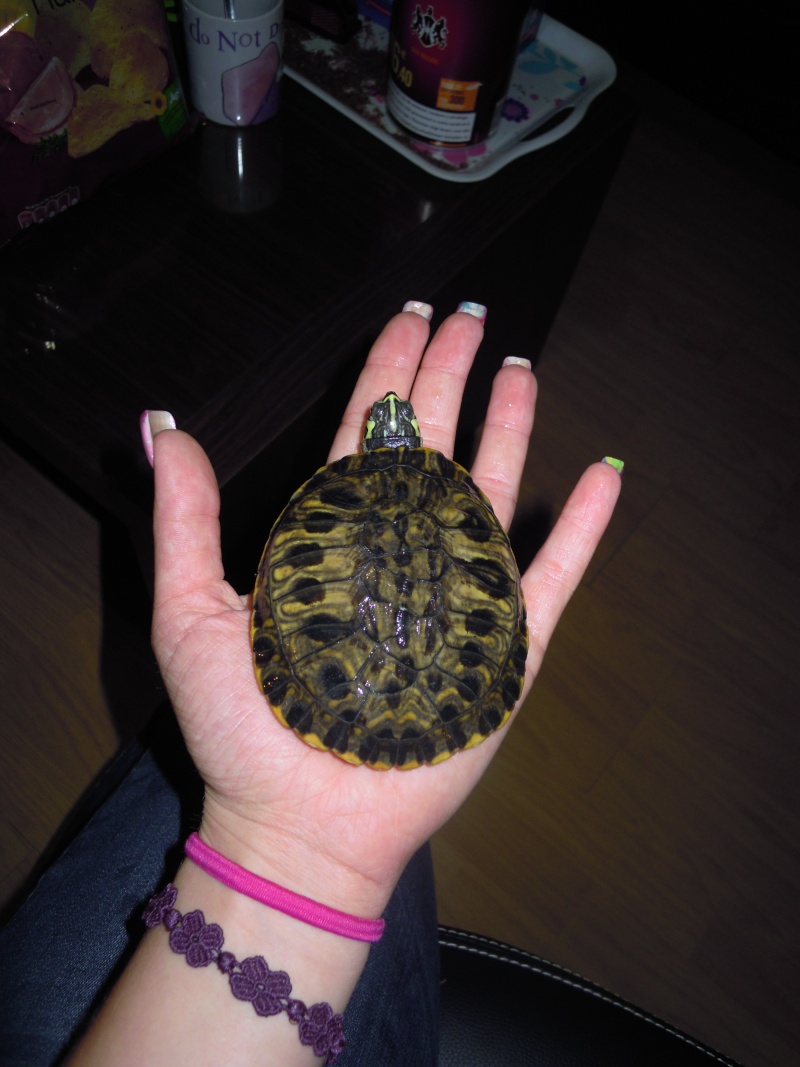 je suis nouvelle et je tient à vous présenter mes tortues :D Dscn2415