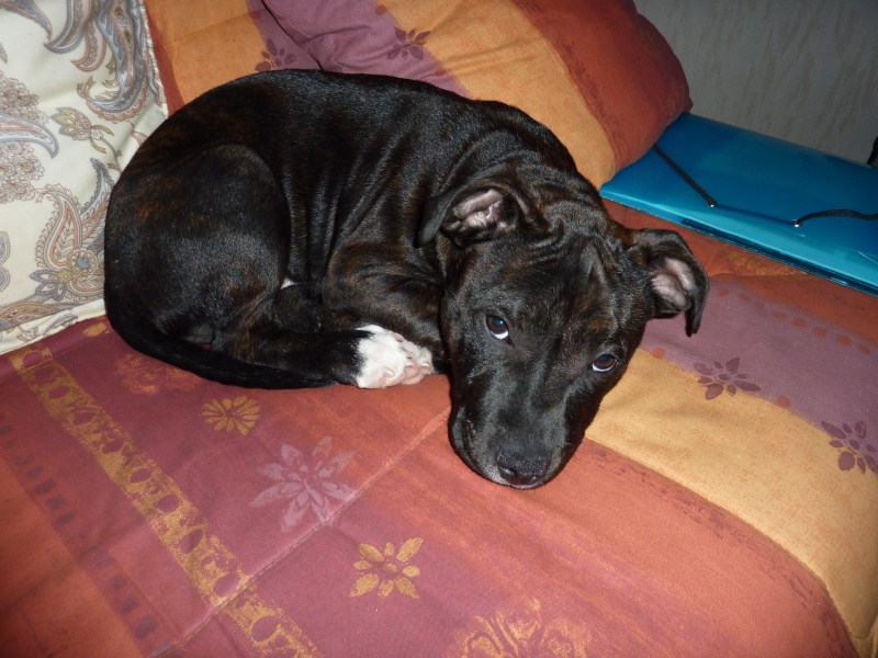 LEON le staffie - Page 2 2012-014