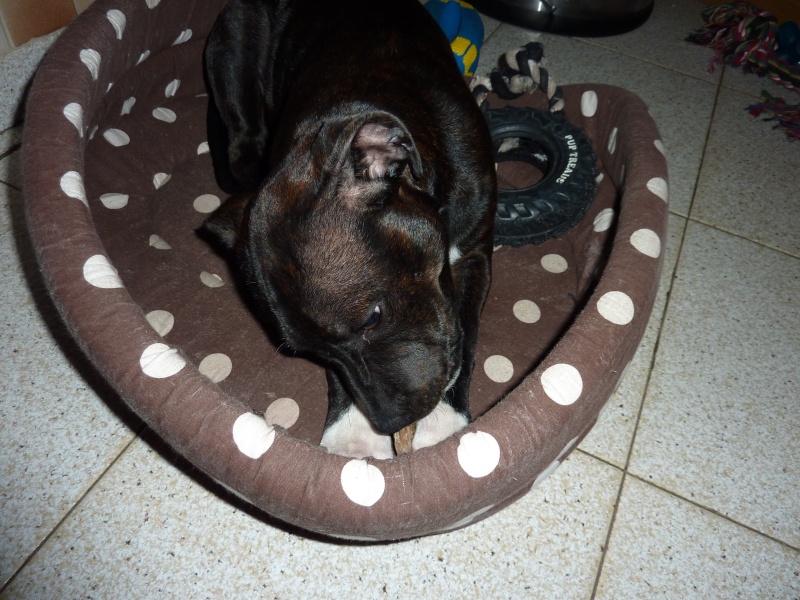 LEON le staffie - Page 2 2012-111