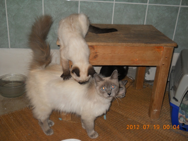 [résolu]HAVANE chaton mâle typé siamois 5,5 mois - Dep 17 - adopté Havane11