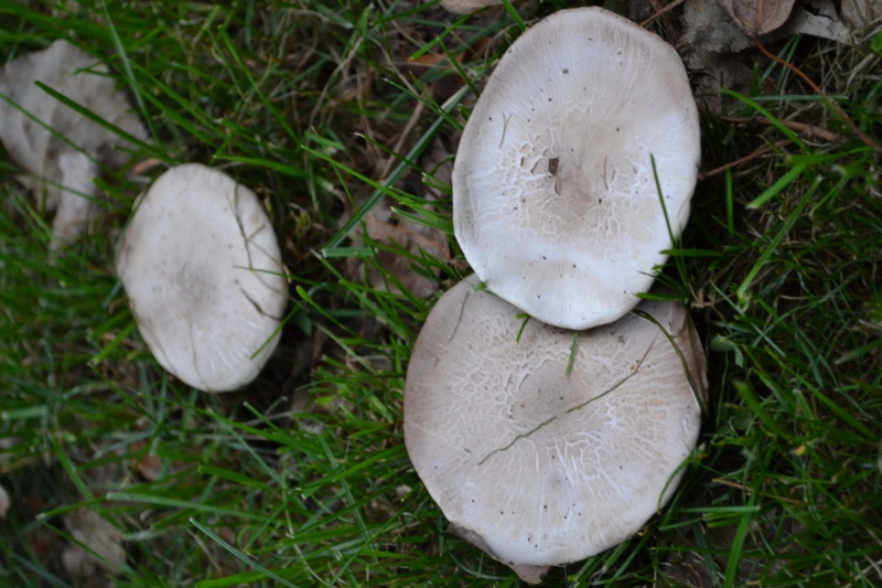 psaliottes ou agarics ? (Agaricus xanthodermus et Agaricus augustus) Dsc_0815