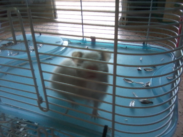 Comment savoir si mon hamster est pleine ? P3008119