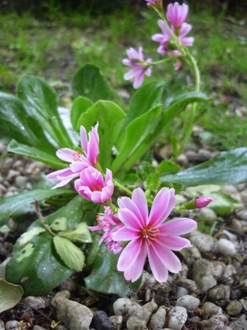 Lewisia Lewisi10