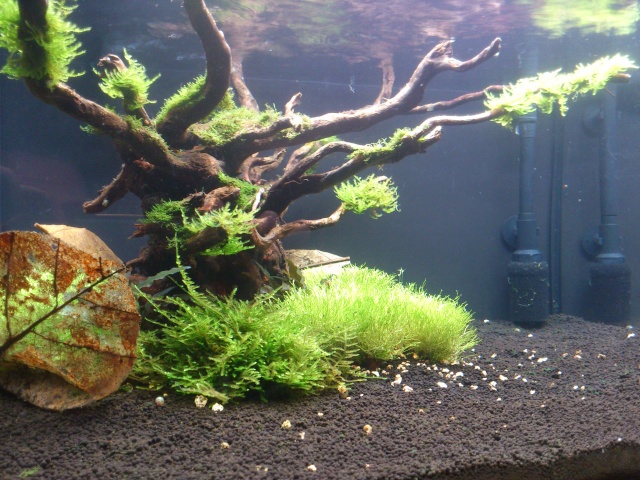 Mes aquariums dédiés aux crevettes Hjhh_013