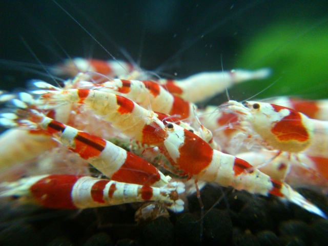 Mes aquariums dédiés aux crevettes Hjhh_110