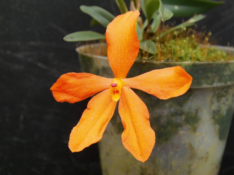 Neocogniauxia monophylla Dsci0039