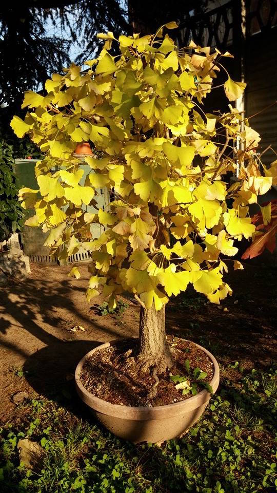 Un " piccolo " ginkgo - Pagina 3 19118610