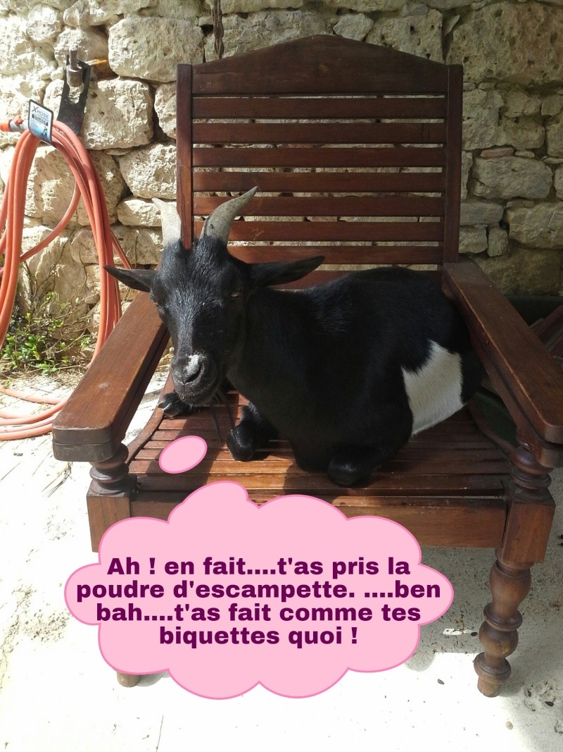 Milou le petit poney nain - Page 10 Picsar11