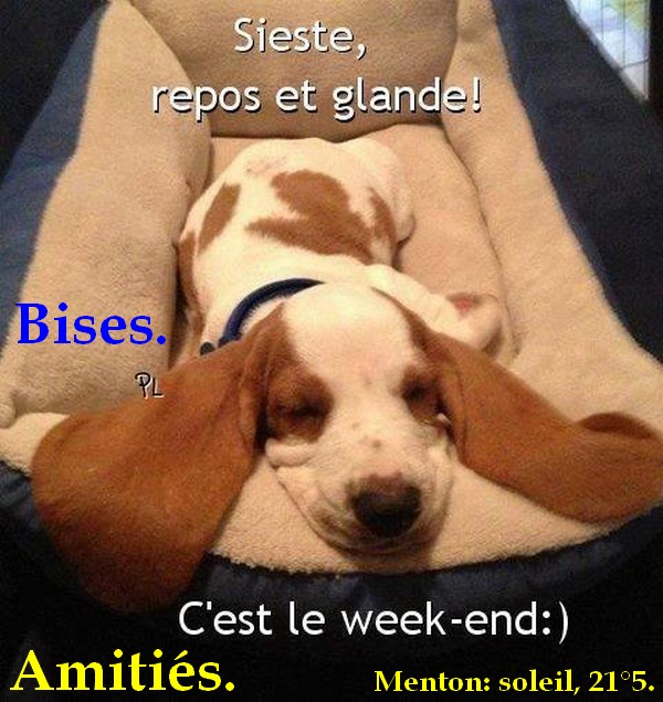 Bonne journée ...............suite - Page 4 Chienw10