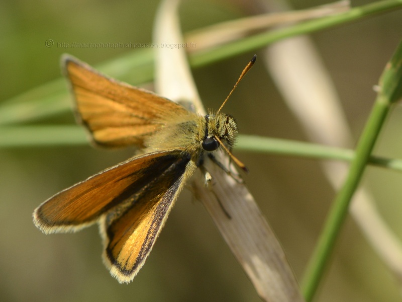 Thymelicus lineolus? _dsg7710