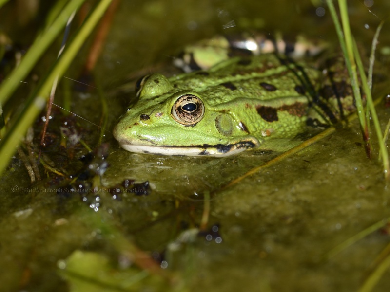 [Pelophylax sp.] ID grenouille de couleur verte _dsh1110