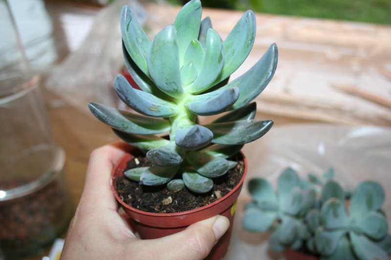 nouveaux pachyphytum Img_0032