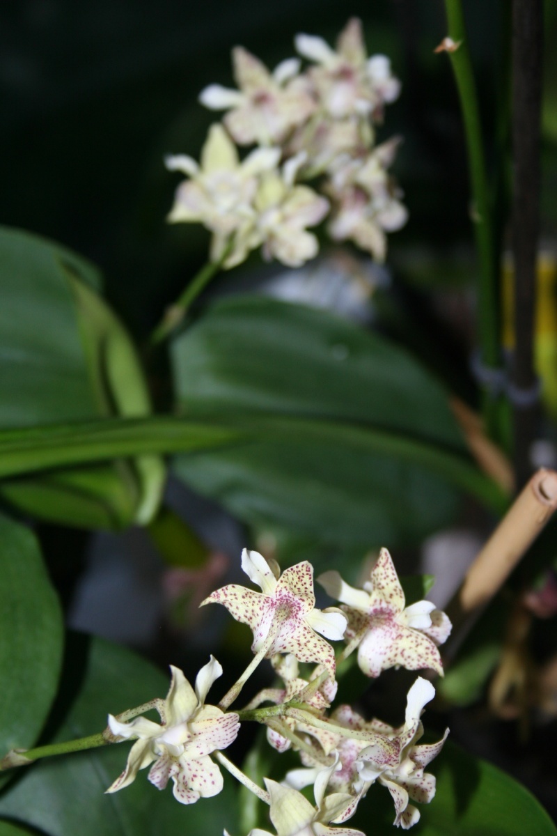 dendrobium lutin blanc - Page 3 Img_0120