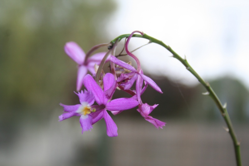 epidendrum de picasso Img_0220