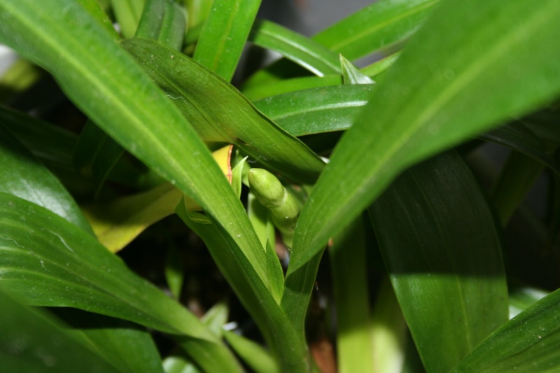 zygopetalum  Img_0311