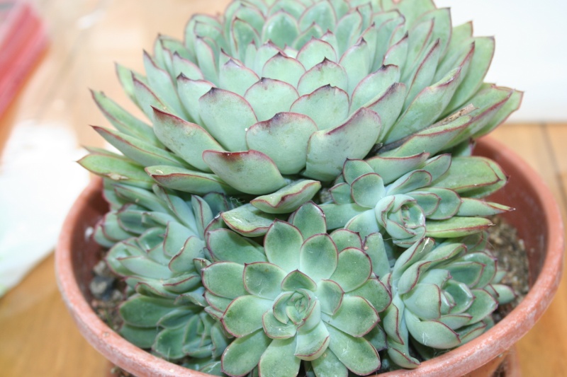 Echeveria pulidonis Img_0714