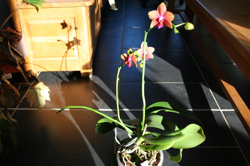 phalaenopsis magical Img_1128