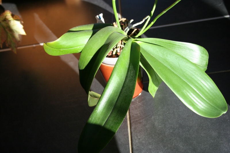 phalaenopsis magical Img_1129