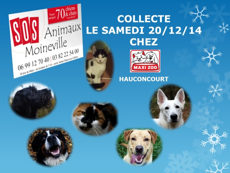 SOS ANIMAUX - Refuge du Jolibois - Collecte Maxi Zoo Hauconcourt le 20/12/2014 14122011