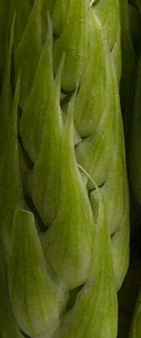 Ornithogalum pyrenaicum - asperge des bois [devinette] Photo_10