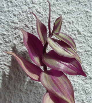 Tradescantia zebrina var. zebrina (= Tradescantia pendula) Tres_210