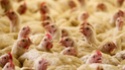 На курской птицефабрике сгорело полмиллиона цыплят Pic_5710