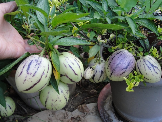arbre a melon:(Solanum muricatum Pepino Gold) - Page 2 Dsc07412