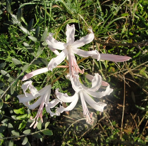 Nerine bowdenii ou Lis de Guernesey ou lys de jersey Dsc08010