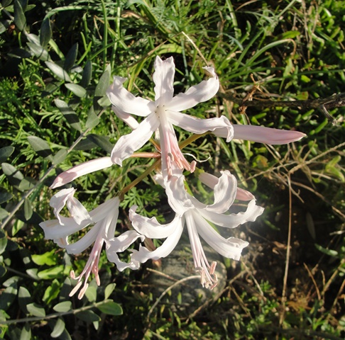 Nerine bowdenii  ou Lis de Guernesey ou lys de jersey Dsc08010