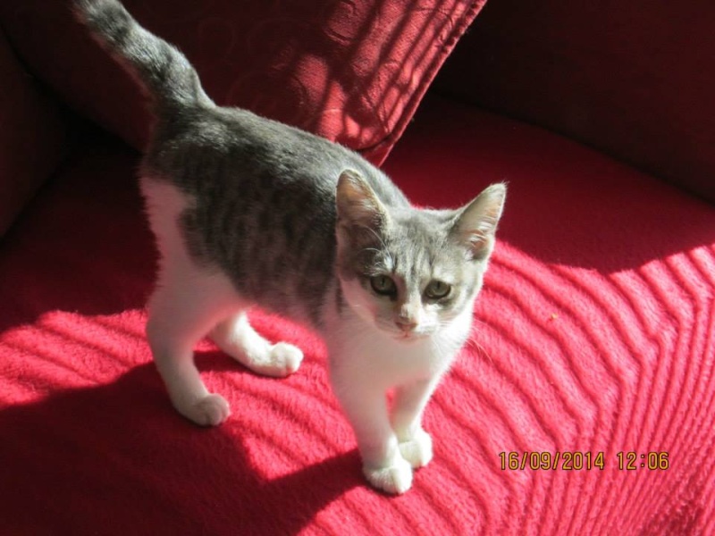 Capucine (chaton) Capuci10