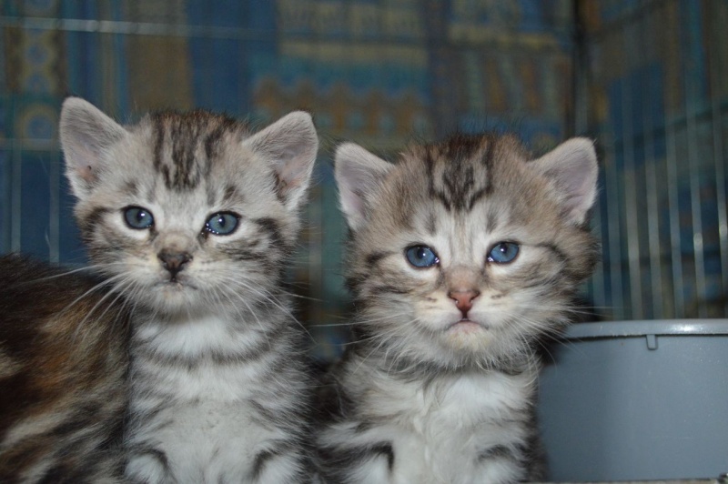 À réserver 4 magnifiques chatons, disponibles dans 5 semaines. (Tous réservés) Dsc_0020