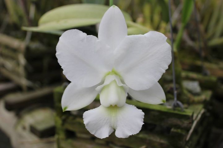 Photos d'orchidées inédites   - Page 2 10257010