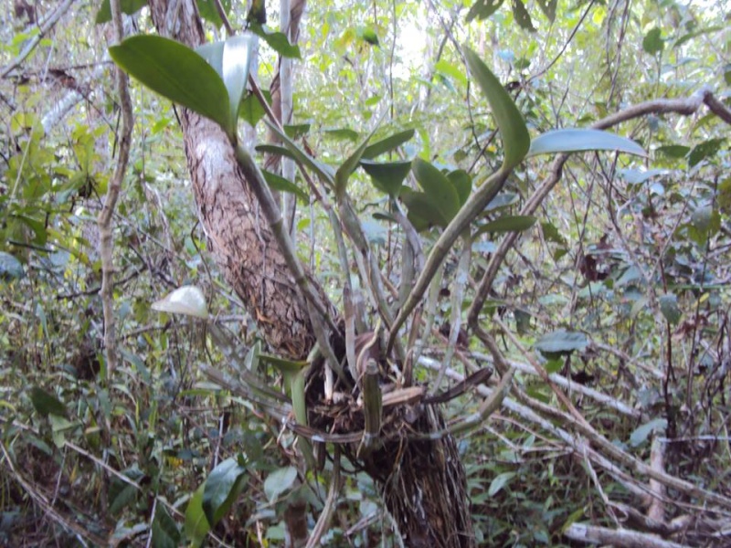 Cattleya violacea f. alba  10288710