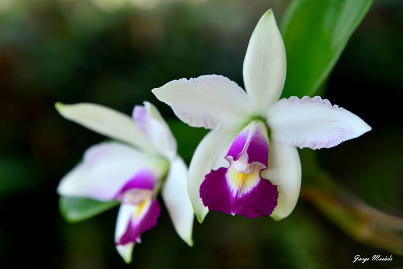Photos d'orchidées inédites   - Page 2 10356011