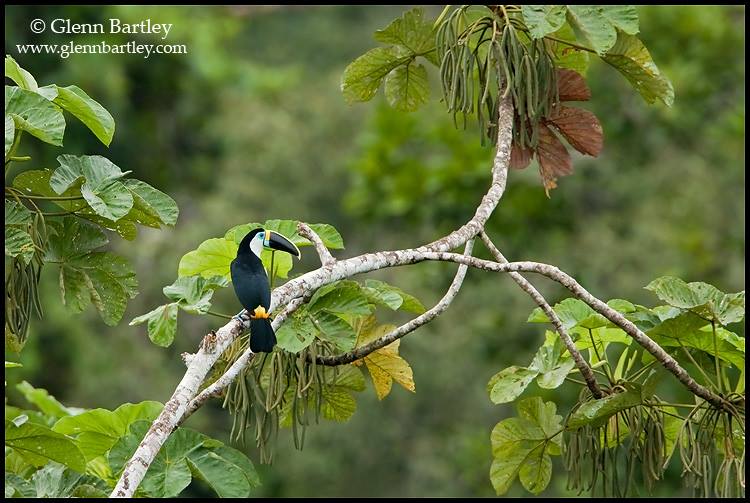 Toucan , nous t'aimons ........! 10384810