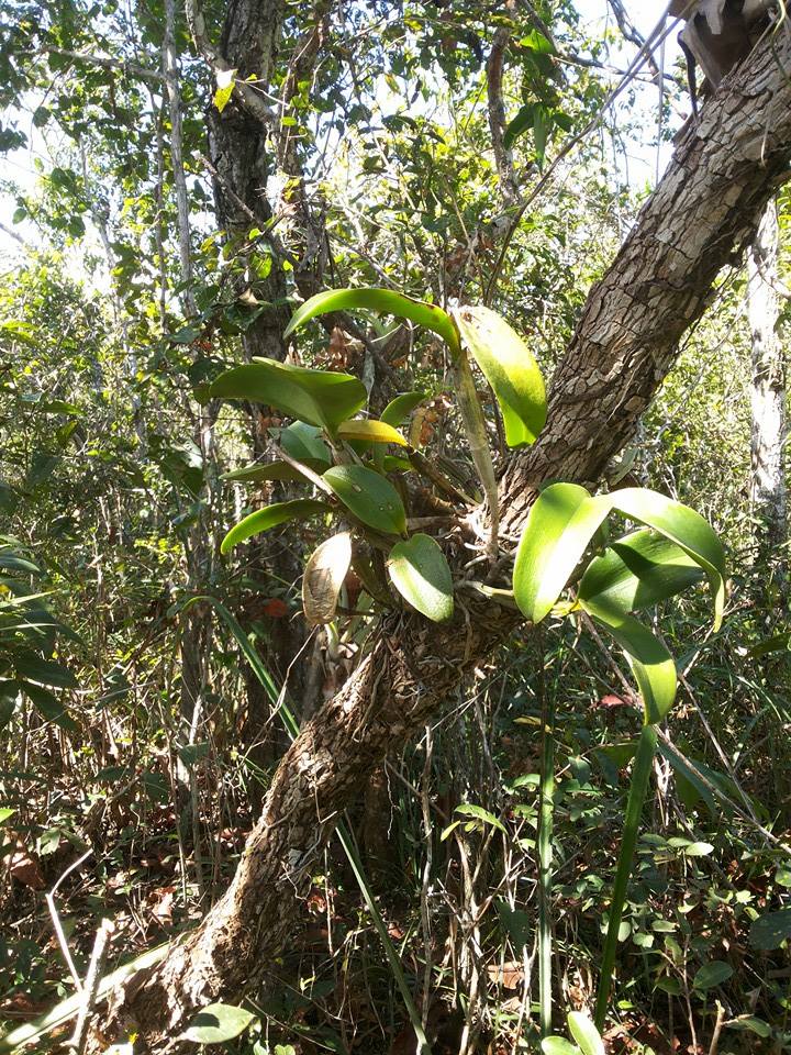 Cattleya violacea f. alba  10385510