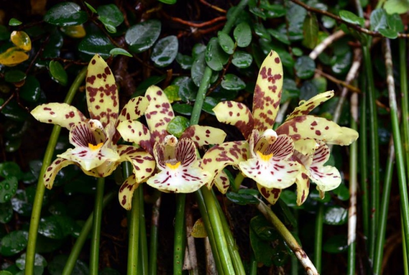 Photos d'orchidées inédites   - Page 3 10629710